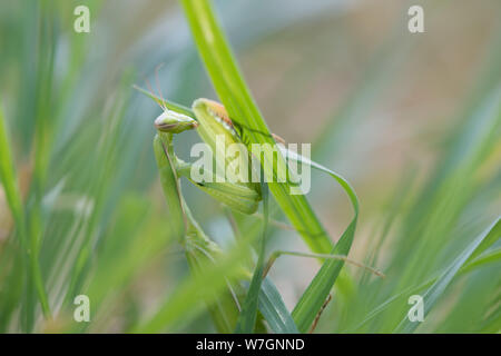 close view of green female mantis religiosa praying mantis looking at camera, greeen grass backround. Stock Photo