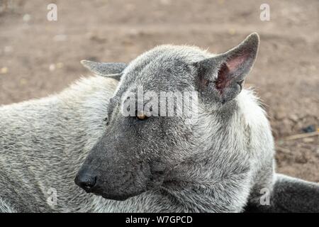 abandoned old dogs laying on the ground Stock Photo