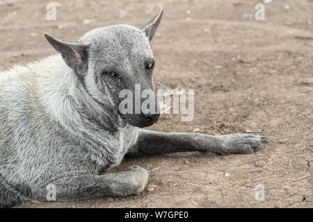 abandoned old dogs laying on the ground Stock Photo