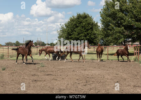 Beautiful horses romp at the Cannon Quarter Horse Ranch near Venus, Texas Stock Photo