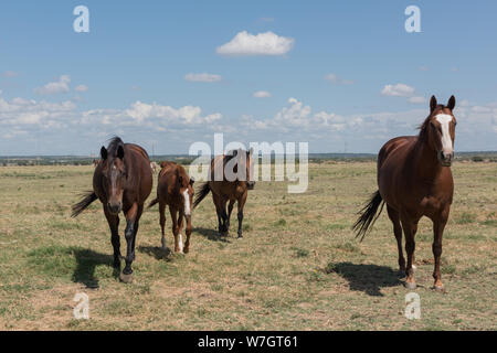 Beautiful horses romp at the Cannon Quarter Horse Ranch near Venus, Texas Stock Photo