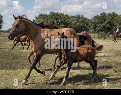 Beautiful horses romp at the Cannon Quarter Horse Ranch near Venus, Texas Stock Photo