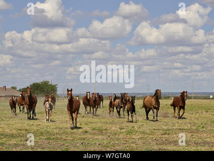 Beautiful horses romp at the Cannon Quarter Horse Ranch near Venus, Texas Stock Photo