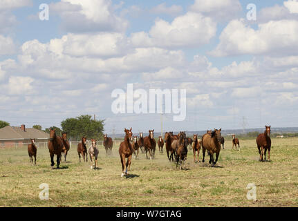 Beautiful horses romp at the Cannon Quarter Horse Ranch near Venus, Texas Stock Photo