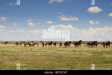 Beautiful horses romp at the Cannon Quarter Horse Ranch near Venus, Texas Stock Photo