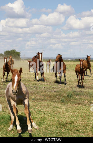 Beautiful horses romp at the Cannon Quarter Horse Ranch near Venus, Texas Stock Photo