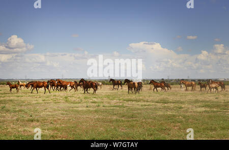 Beautiful horses romp at the Cannon Quarter Horse Ranch near Venus, Texas Stock Photo