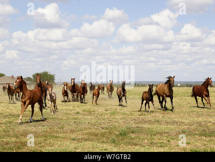 Beautiful horses romp at the Cannon Quarter Horse Ranch near Venus, Texas Stock Photo