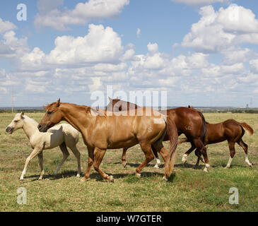 Beautiful horses romp at the Cannon Quarter Horse Ranch near Venus, Texas Stock Photo