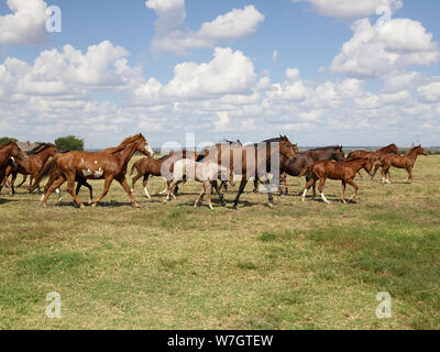 Beautiful horses romp at the Cannon Quarter Horse Ranch near Venus, Texas Stock Photo