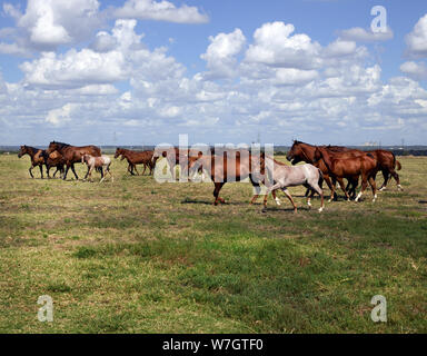 Beautiful horses romp at the Cannon Quarter Horse Ranch near Venus, Texas Stock Photo