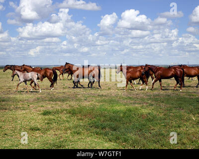 Beautiful horses romp at the Cannon Quarter Horse Ranch near Venus, Texas Stock Photo