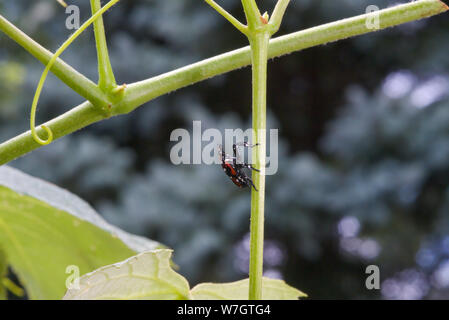 SPOTTED LANTERNFLY NYMPH 4TH INSTAR ON GRAPEVINES, PENNSYLVANIA Stock Photo