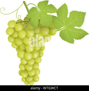 Green bunch of grapes. Green grapes cluster illustration Stock Vector