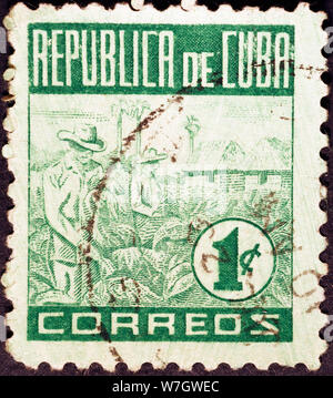 Tobacco plantations on very old cuban postage stamp Stock Photo