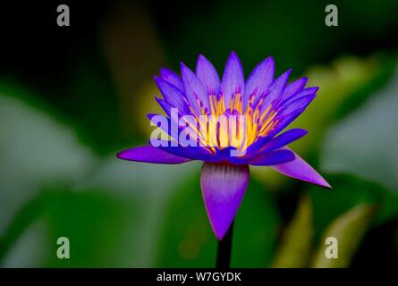 WATER LILY Stock Photo