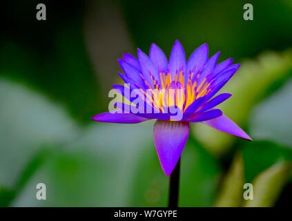 WATER LILY Stock Photo