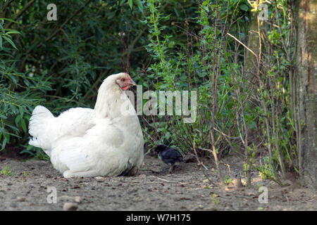 Chicken family with mum hen and small chicks, Domestic happy and healthy birds in Free Range Poultry Farm with green background Stock Photo