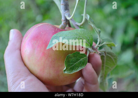 Fresh organic apple from tree in hand Stock Photo