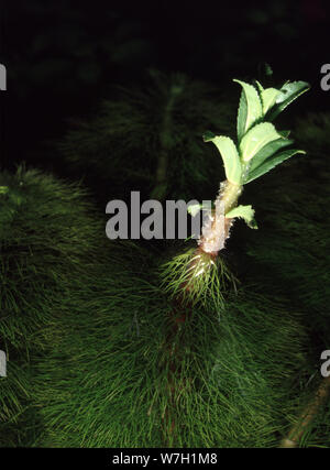Giant Ambulia, Limnophila aquatica Stock Photo