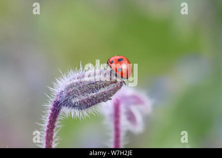 7 spot ladybird on a hairy flower bud Stock Photo