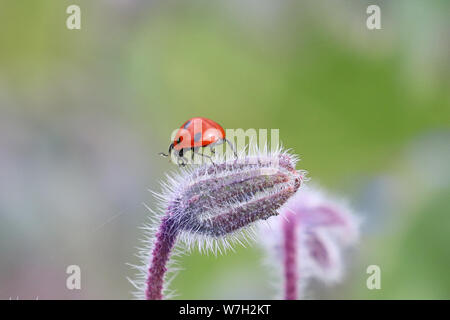 7 spot ladybird on a hairy flower bud Stock Photo
