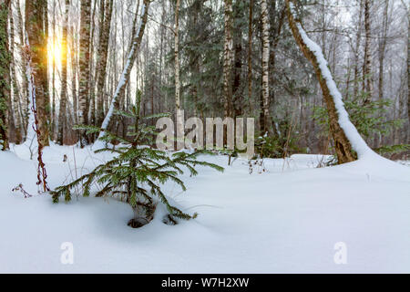A small tree grows in the winter forest. Stock Photo