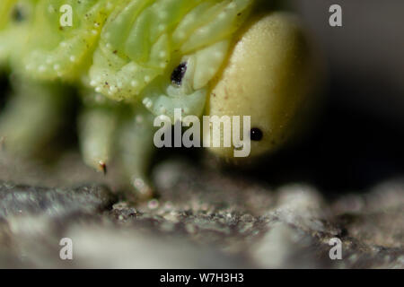 macro close up of green birch sawfly larva with blurry foreground and background. Photographed from the side. Stock Photo