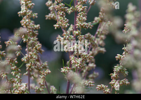 Beifuß, Gewöhnlicher Beifuß, Beifuss, Blüten, Blüte, blühend, Artemisia vulgaris, Mugwort, common wormwood, wild wormwood, wormwood, L’Armoise commune Stock Photo