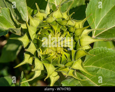 A sunflower slowly opening in the sunflower fields  at Rhossili, A green shield bug can be seen on a leaf near the top. August 2019. Gower, Wales, UK. Stock Photo