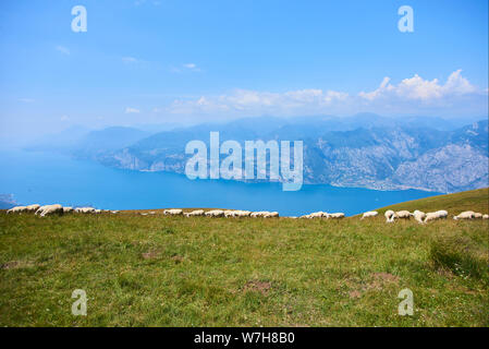 Herd of sheep grazing on the plateau of Monte Baldo above Lake Garda (Lago di Garda or Lago Benaco), Malcesine, Lombardy, Italy. Stock Photo