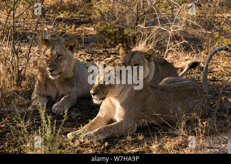 Lion Family in South Africa, resting and hiding from the morning heat Stock Photo