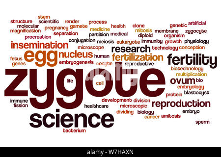 Zygote word cloud concept Stock Photo