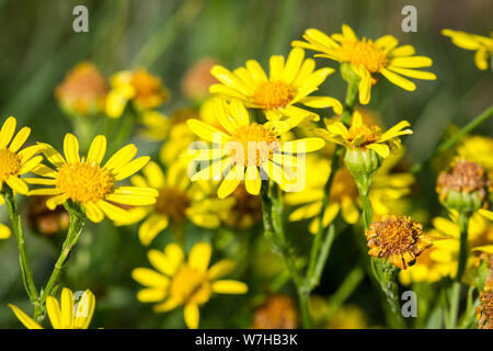 Jacobaea vulgaris (ragwort / Jakobskreuzkraut) Stock Photo