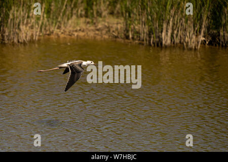 black-winged stilt (Himantopus himantopus), llobregat, delta natural park. Barcelona, Cataloia, Spain Stock Photo