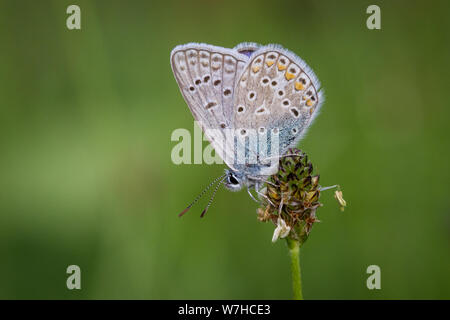 Lepidoptera Polyommatus icarus (common blue butterfly / Schmetterling Hauhechel-Bläuling) Stock Photo