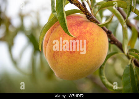 Ripe Georgia peach ready for picking at an orchard in Vienna, Georgia. (USA) Stock Photo