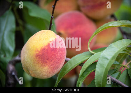Summertime Georgia peaches ready for picking in Vienna, Georgia. (USA) Stock Photo