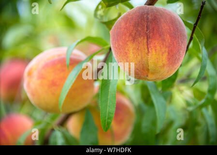 Georgia peaches ready for picking. (USA) Stock Photo
