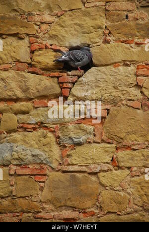 A pigeon sitting inside a hole in a church wall created by a missing stone in Tuscany, Italy Stock Photo