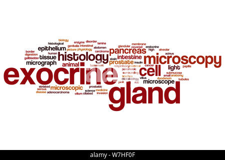 Exocrine gland word cloud concept Stock Photo