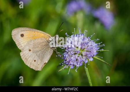 Lepidoptera Maniola jurtina (meadow brown butterfly / Schmetterling Großes Ochsenauge) Stock Photo