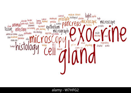 Exocrine gland word cloud concept Stock Photo