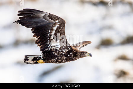 Juvenile White tailed eagle in flight. Snow-covered mountain on the background. Winter season. Scientific name: Haliaeetus albicilla, also known as th Stock Photo