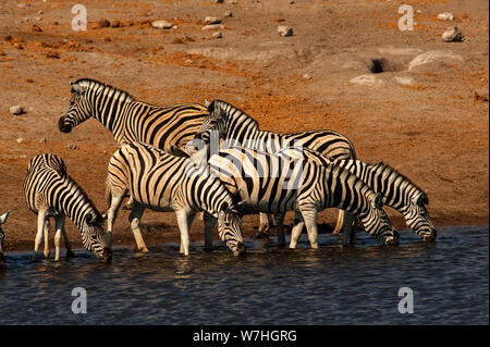 Zebras drinking at Chudob waterhole, Etosha National Park, Namibia Stock Photo