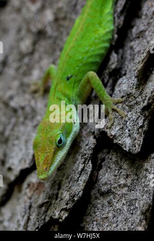 Macro shot of a green anole lizard on a tree Stock Photo