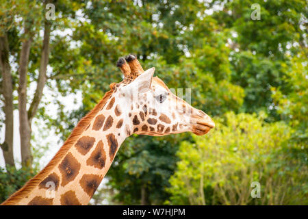 Side view of African giraffe head in front of green tree background.
