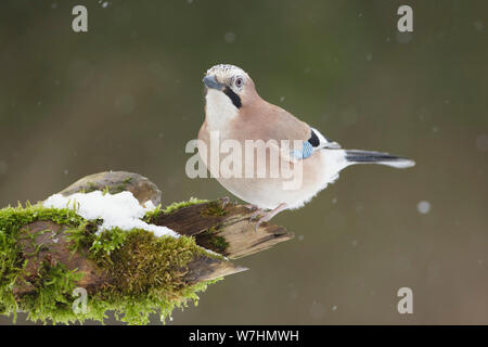 Eurasian Jay (Garrulus glandarius) adult, perched on mossy log, in snow, West Yorkshire, England, February Stock Photo