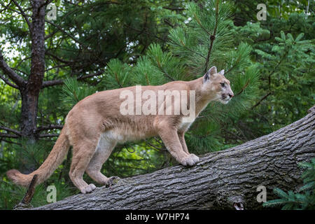 Mountain Lion ascending a Leaning Tree Stock Photo