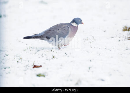Woodpigeon (Columba palumbus) adult, in snow, West Yorkshire, England, February Stock Photo